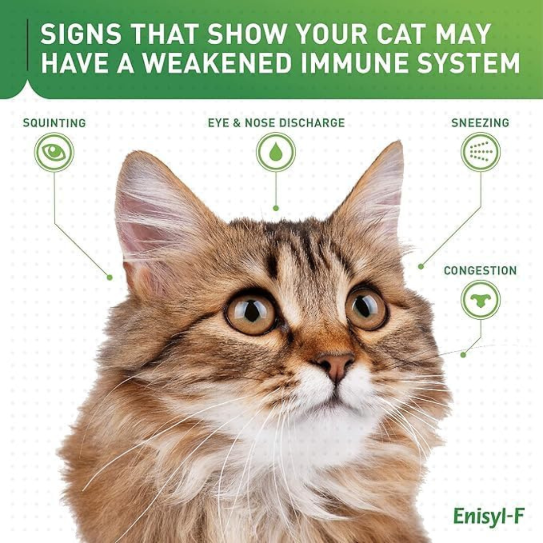 Vetoquinol Enisyl-F Oral Paste for Cats