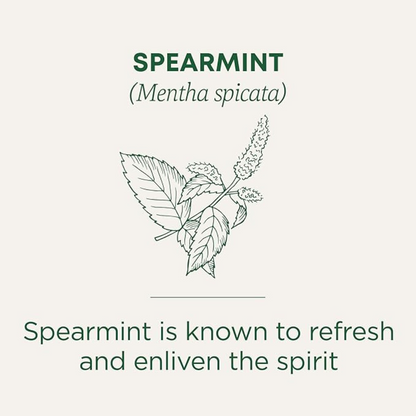 Traditional Medicinals - Organic Spearmint Herbal Tea (Pack of 1) - Refreshing and Minty - 16 Tea Bags Total